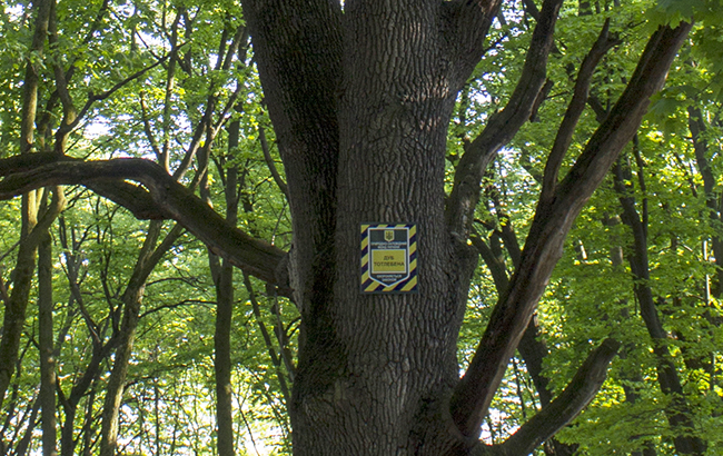 Дуб Тотлебена